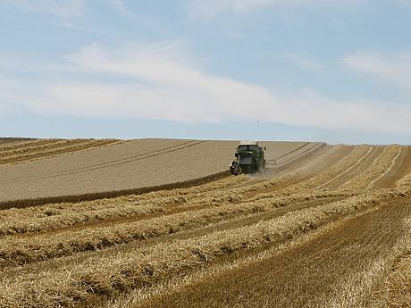 Зменшення вирощування зернових Україною негативно вплине на світовий ринок