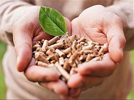 Prospects of biomass market development in EU and Ukraine and how biomass effects climate change