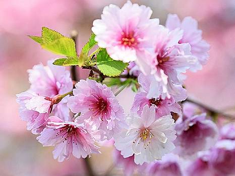 С Международным днем труда!