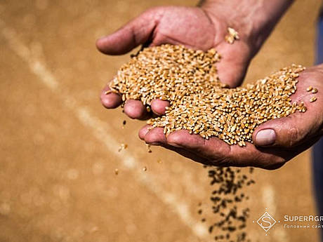 Урожайность зерновых в 2023 году уменьшится на 10-30% в год